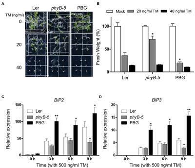 Phytochrome B Positively Regulates Red Light-Mediated ER Stress Response in Arabidopsis